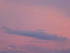 Rosy Hour (1)