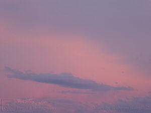 Rosy Hour (2)