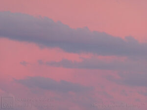 Rosy Hour (3)