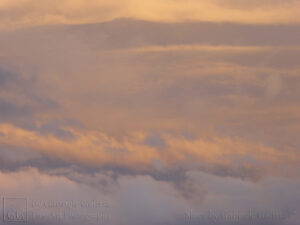 Orange and Grey (1)