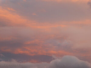 Orange and Grey (4)