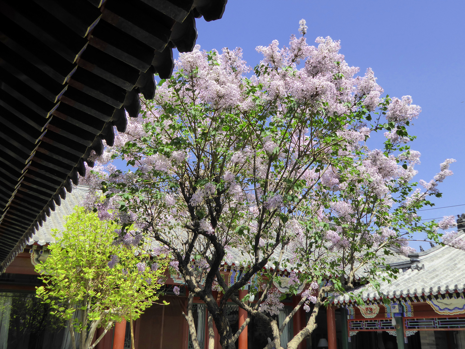 Lilac blooming in a Beijing inner courtyard, 2016.